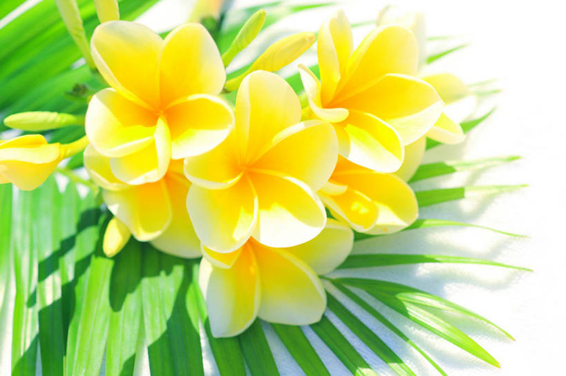 无人,横图,室外,特写,白天,正面,美景,叶子,阴影,朦胧,模糊,盛开,光线,影子,景观,绿叶,花蕾,赤素馨花,花,花瓣,花朵,鲜花,黄色,阳光,自然,花苞,花蕊,嫩叶,景色,自然风光,缅栀子,蛋黄花,鸡蛋花,缅栀花,大季花,印度素馨,叶,叶片,彩图