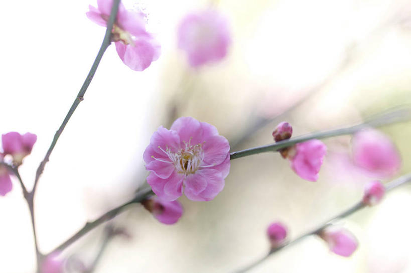 无人,横图,室外,特写,白天,正面,美景,植物,朦胧,模糊,盛开,景观,梅花,枝条,花蕾,花,花瓣,花朵,鲜花,树,树木,树枝,粉色,绿色,自然,花苞,花蕊,景色,生长,成长,高雅,坚强,自然风光,虬枝,枝杈,春梅,梅,彩图