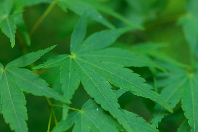 无人,横图,室外,特写,白天,正面,美景,枫树,叶子,朦胧,模糊,景观,枫叶,绿叶,绿色,自然,嫩叶,景色,枫树叶,自然风光,槭树,鸡爪槭,叶,叶片,鸡爪枫,彩图