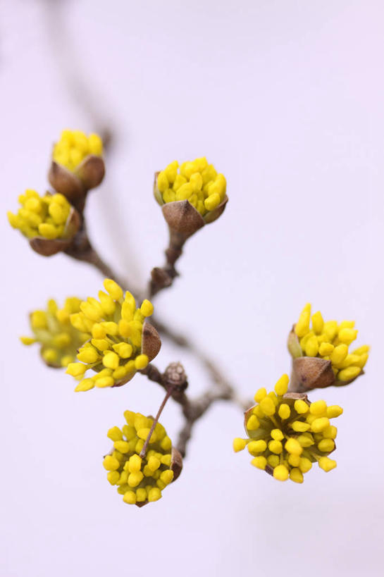 无人,竖图,室外,特写,白天,正面,美景,朦胧,模糊,盛开,景观,花蕾,花,花瓣,花朵,鲜花,黄色,自然,花苞,花蕊,景色,自然风光,山茱萸,山萸肉,山芋肉,蜀酸枣,天木籽,药枣,萸肉,枣皮,彩图