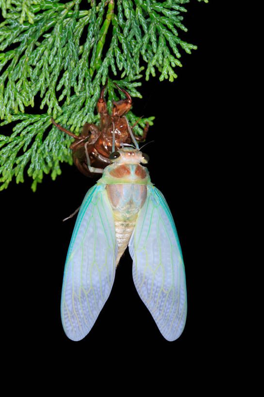 无人,竖图,室外,夜晚,正面,美景,植物,蝉,翅膀,昆虫,景观,枝条,注视,树,树木,树枝,一只,绿色,自然,动物,观察,看,景色,茧,生长,成长,观看,察看,关注,自然风光,蜕皮,害虫,蚱蝉,虬枝,枝杈,知了,彩图,全身