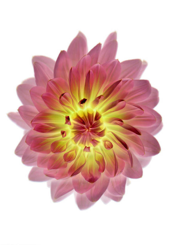 无人,竖图,室内,特写,白天,白色背景,正面,盛开,铁线莲,花蕾,花,花瓣,花朵,鲜花,一朵,粉色,花苞,花蕊,摄影,影棚,番莲,威灵仙,山木通,彩图,影棚拍摄,拍摄