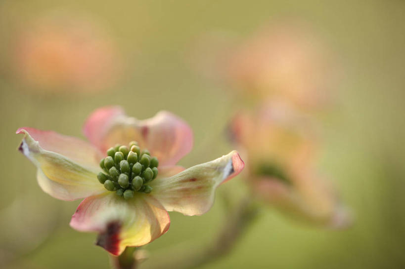 无人,横图,室外,特写,白天,正面,美景,三朵,阴影,朦胧,模糊,盛开,光线,影子,景观,花蕾,花,花瓣,花朵,鲜花,阳光,自然,花苞,花蕊,景色,自然风光,山茱萸,山萸肉,山芋肉,蜀酸枣,天木籽,药枣,萸肉,枣皮,彩图