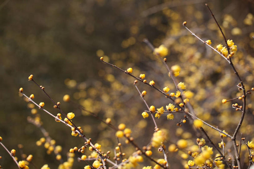 无人,横图,室外,特写,白天,正面,美景,植物,许多,阴影,朦胧,模糊,盛开,光线,影子,景观,枝条,很多,花蕾,腊梅,花,花瓣,花朵,鲜花,树,树木,树枝,绿色,阳光,自然,花苞,花蕊,独立,景色,生长,成长,自然风光,高洁,忠实,忠贞,刚强,坚毅,坚贞,腊梅花,蜡梅,蜡梅花,香梅,黄梅花,虬枝,枝杈,彩图