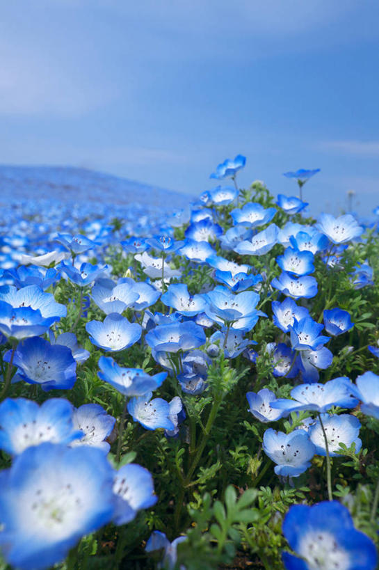 无人,竖图,室外,白天,正面,旅游,度假,花海,花圃,美景,山,山脉,植物,叶子,日本,亚洲,许多,阴影,盛开,光线,影子,景观,山峰,云,云朵,粉蝶花,喜林草,山峦,很多,花蕾,云彩,娱乐,花,花瓣,花朵,花卉,鲜花,蓝色,绿色,白云,蓝天,天空,阳光,自然,花丛,花束,花田,群山,天,花苞,花蕊,享受,休闲,景色,放松,晴朗,自然风光,东亚,日本国,晴空,彩图,幌菊,琉璃唐草