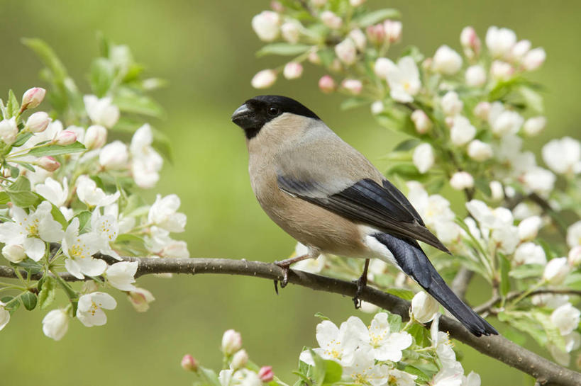 无人,站,横图,室外,特写,白天,侧面,美景,植物,鸟,许多,阴影,朦胧,模糊,盛开,光线,鸟类,影子,景观,枝条,很多,花蕾,注视,花,花瓣,花朵,鲜花,树,树木,树枝,一只,绿色,阳光,自然,花苞,花蕊,观察,看,站着,景色,生长,成长,观看,察看,雁,关注,自然风光,红嘴雁,黄嘴灰鹅,灰雁,灰腰雁,沙鹅,虬枝,枝杈,红腹灰雀,站立,彩图,全身