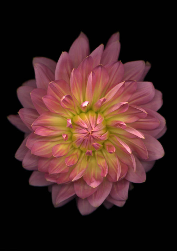 无人,竖图,室内,特写,白天,正面,黑色背景,盛开,铁线莲,花蕾,花,花瓣,花朵,鲜花,一朵,粉色,花苞,花蕊,摄影,影棚,番莲,威灵仙,山木通,彩图,影棚拍摄,拍摄