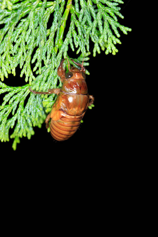 无人,竖图,室外,夜晚,侧面,美景,植物,蝉,翅膀,昆虫,景观,褐色,枝条,注视,树,树木,树枝,一只,绿色,自然,动物,观察,看,景色,茧,生长,成长,观看,察看,关注,自然风光,蜕皮,害虫,蚱蝉,虬枝,枝杈,知了,彩图,全身