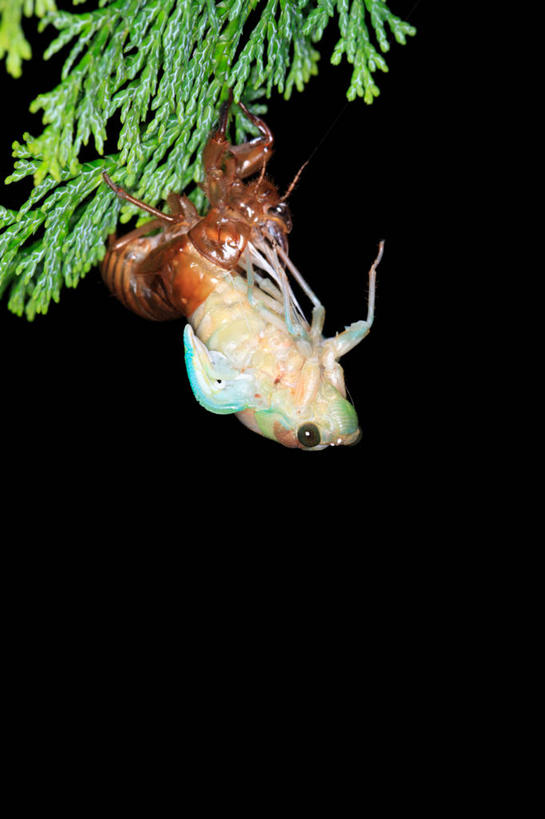 无人,竖图,室外,夜晚,侧面,美景,植物,蝉,翅膀,昆虫,景观,枝条,注视,树,树木,树枝,一只,绿色,自然,动物,观察,看,景色,茧,生长,成长,观看,察看,关注,自然风光,蜕皮,害虫,蚱蝉,虬枝,枝杈,知了,彩图,全身