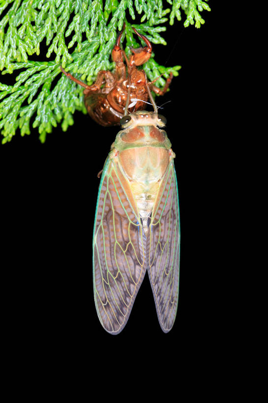 无人,竖图,室外,夜晚,美景,植物,蝉,翅膀,昆虫,景观,枝条,注视,树,树木,树枝,一只,背面,绿色,自然,动物,观察,看,景色,茧,生长,成长,观看,察看,关注,自然风光,蜕皮,害虫,蚱蝉,虬枝,枝杈,知了,彩图,全身