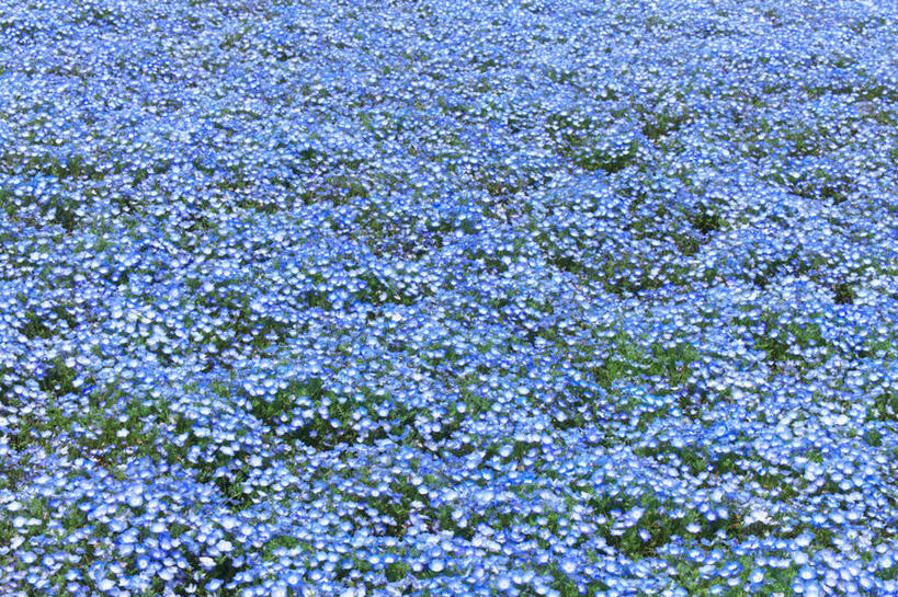 无人,横图,俯视,室外,白天,花海,花圃,美景,植物,叶子,许多,阴影,盛开,光线,影子,景观,粉蝶花,喜林草,很多,花蕾,花,花瓣,花朵,花卉,鲜花,蓝色,绿色,阳光,自然,花丛,花束,花田,花苞,花蕊,景色,自然风光,彩图,高角度拍摄,幌菊,琉璃唐草