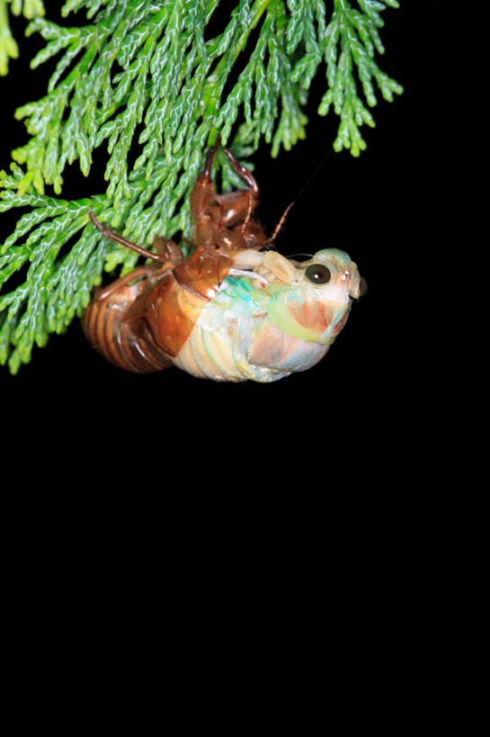 无人,竖图,室外,夜晚,侧面,美景,植物,蝉,翅膀,昆虫,景观,枝条,注视,树,树木,树枝,一只,绿色,自然,动物,观察,看,景色,茧,生长,成长,观看,察看,关注,自然风光,蜕皮,害虫,蚱蝉,虬枝,枝杈,知了,彩图,全身