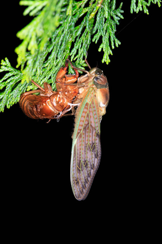 无人,竖图,室外,夜晚,侧面,美景,植物,蝉,翅膀,昆虫,景观,枝条,注视,树,树木,树枝,一只,绿色,自然,动物,观察,看,景色,茧,生长,成长,观看,察看,关注,自然风光,蜕皮,害虫,蚱蝉,虬枝,枝杈,知了,彩图,全身