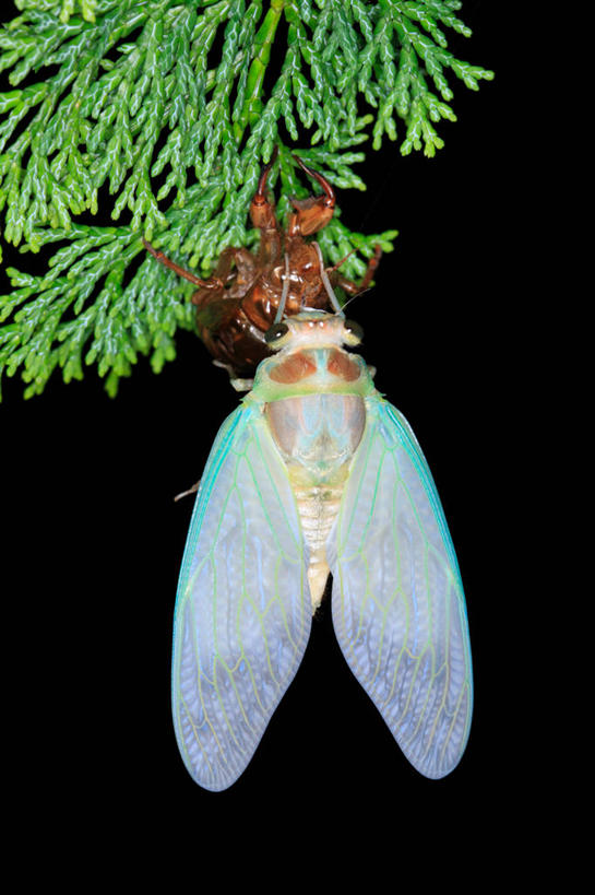 无人,竖图,室外,夜晚,美景,植物,蝉,翅膀,昆虫,景观,枝条,注视,树,树木,树枝,一只,背面,绿色,自然,动物,观察,看,景色,茧,生长,成长,观看,察看,关注,自然风光,蜕皮,害虫,蚱蝉,虬枝,枝杈,知了,彩图,全身