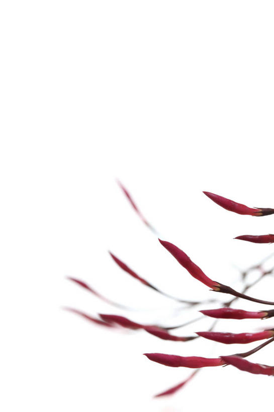 无人,竖图,室内,特写,白天,白色背景,正面,茉莉花,盛开,花蕾,花,花瓣,花朵,茉莉,鲜花,粉色,花苞,花蕊,摄影,影棚,莫利花,没丽,没利,末莉,末利,香魂,柰花,小南强,彩图,影棚拍摄,拍摄,抹厉,木梨花