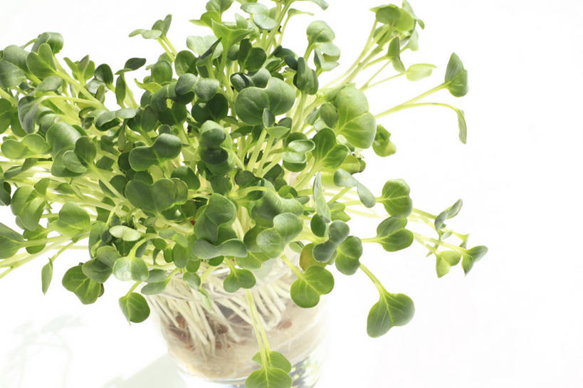 无人,横图,俯视,室内,特写,白天,白色背景,植物,蔬菜,叶子,阴影,新鲜,反射,纹理,影子,食品,绿叶,食物,绿色,嫩叶,摄影,有机食品,绿色食品,影棚,肌理,萝卜缨,叶,叶片,叶脉,彩图,高角度拍摄,影棚拍摄,拍摄,莱菔叶,萝卜叶