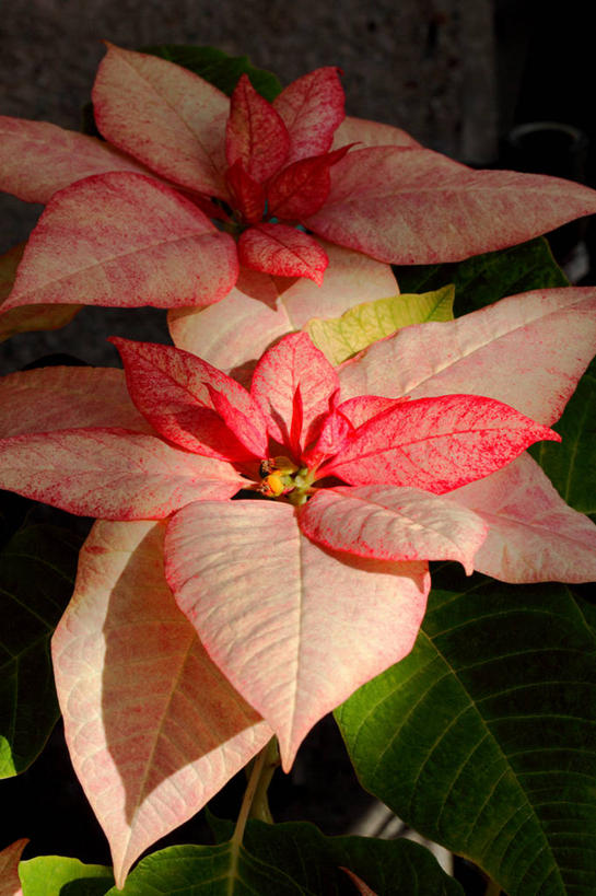 无人,竖图,室内,特写,白天,正面,叶子,阴影,盛开,反射,影子,绿叶,圣诞红,一品红,花蕾,花,花瓣,花朵,鲜花,两朵,粉色,花苞,花蕊,圣诞花,嫩叶,猩猩木,绿洲,叶,叶片,彩图