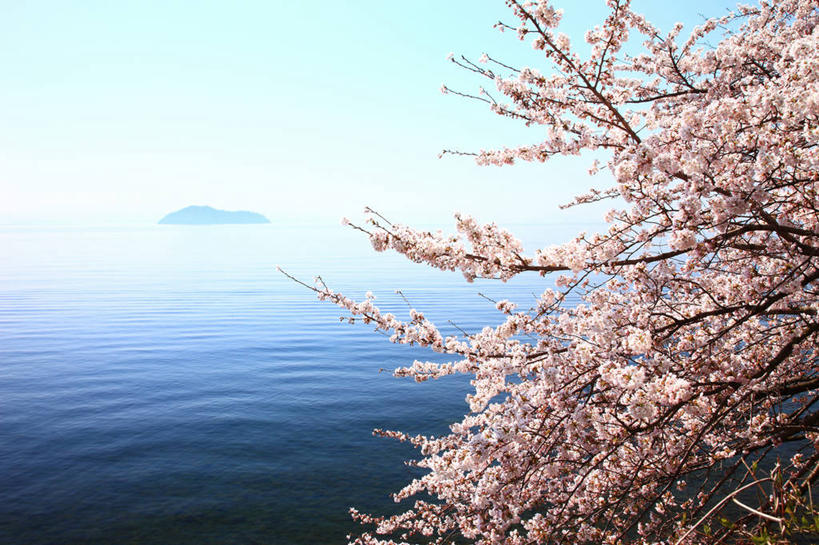 无人,横图,室外,白天,正面,旅游,度假,幸福,纯洁,岛屿,湖,湖泊,美景,水,植物,樱花,日本,亚洲,许多,阴影,波纹,盛开,光线,影子,岛,湖面,景观,水流,水面,枝条,涟漪,很多,花蕾,娱乐,花,花瓣,花朵,鲜花,树,树木,树枝,粉色,蓝色,绿色,蓝天,水纹,天空,阳光,自然,波浪,湖水,天,花苞,花蕊,享受,休闲,景色,放松,生长,晴朗,成长,等待,生命,自然风光,东亚,本州,万里无云,本州岛,日本国,近畿地方,近畿,滋贺,滋贺县,水晕,仙樱花,福岛樱,青肤樱,高尚,热烈,虬枝,枝杈,列岛,群岛,诸岛,晴空,晴空万里,荆桃,彩图,高岛市