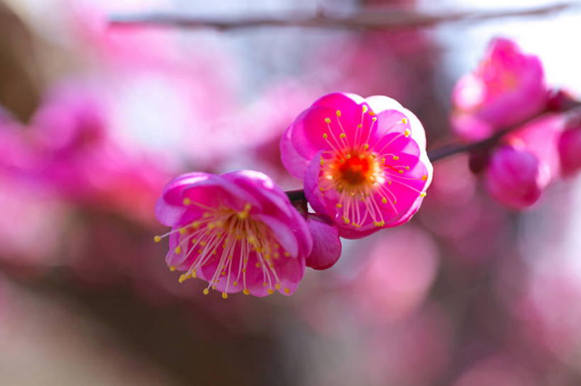 无人,横图,室外,特写,白天,正面,美景,许多,阴影,朦胧,模糊,盛开,光线,影子,景观,梅花,很多,花蕾,花,花瓣,花朵,鲜花,粉色,阳光,自然,花苞,花蕊,景色,高雅,坚强,自然风光,春梅,梅,彩图