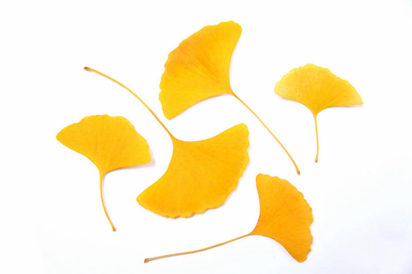 无人,横图,室内,特写,白天,正面,植物,叶子,黑色背景,草药,药草,五片,中药,树叶,黄色,银杏叶,摄影,影棚,药材,中草药,中药材,本草,白果叶,叶片,彩图,影棚拍摄,拍摄