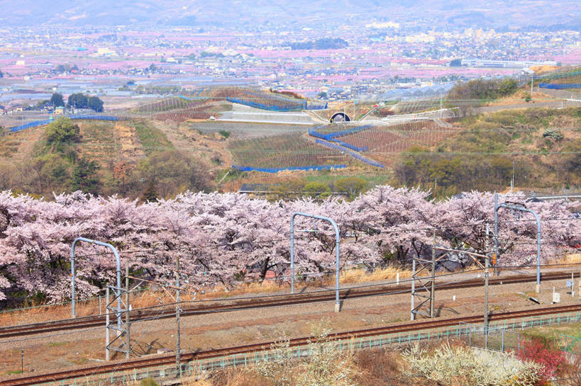 无人,农田,横图,俯视,航拍,室外,白天,旅游,度假,幸福,纯洁,庄稼,农作物,美景,山,山脉,树林,植物,樱花,日本,亚洲,许多,盛开,景观,山峰,山峦,很多,花蕾,娱乐,花,花瓣,花朵,鲜花,树,树木,绿色,自然,群山,花苞,花蕊,享受,休闲,景色,放松,生长,成长,等待,生命,鸟瞰,自然风光,东亚,本州,本州岛,日本国,中部地方,山梨,山梨县,仙樱花,福岛樱,青肤樱,高尚,热烈,荆桃,彩图,高角度拍摄,耕地,庄稼田,甲州市