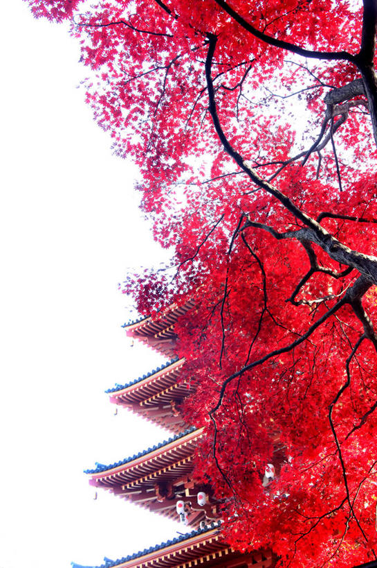 无人,竖图,室外,白天,仰视,旅游,度假,名胜古迹,标志建筑,地标,建筑,叶子,阴影,遗迹,光线,瓦片,影子,屋顶,塔,枫叶,枯叶,落叶,顶棚,瓦,古迹,文物,娱乐,建设,古建筑,宝塔,佛塔,红色,蓝色,蓝天,天空,阳光,天,享受,休闲,旅游胜地,放松,建造,晴朗,枫树叶,古文明,屋瓦,万里无云,浮图,浮屠,叶,叶片,晴空,晴空万里,彩图,低角度拍摄,塔婆,浮图塔,浮头,佛图