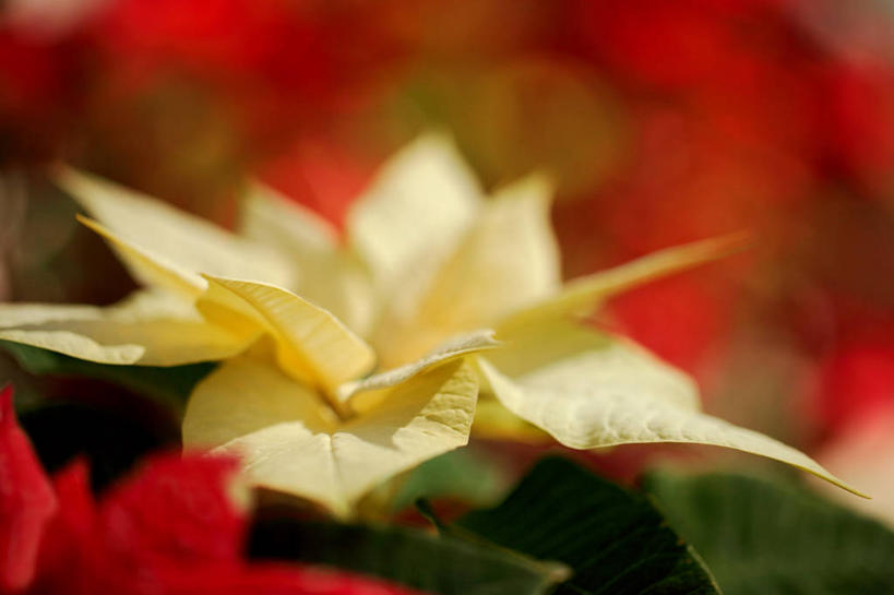 无人,横图,室内,特写,白天,正面,阴影,朦胧,模糊,盛开,反射,影子,圣诞红,一品红,花蕾,花,花瓣,花朵,鲜花,黄色,红色,花苞,花蕊,圣诞花,猩猩木,绿洲,彩图