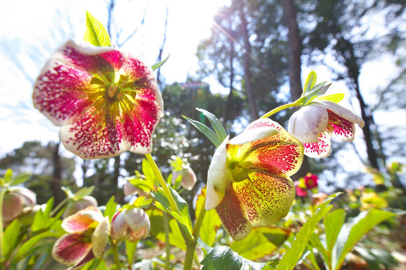 无人,横图,室外,特写,白天,仰视,花海,花圃,美景,树林,植物,叶子,许多,阴影,盛开,光线,影子,景观,圣诞红,枝条,很多,花蕾,花,花瓣,花朵,花卉,鲜花,树,树木,树枝,绿色,天空,阳光,自然,花丛,花束,花田,天,花苞,花蕊,景色,生长,成长,矛盾,自然风光,犹豫,虬枝,枝杈,圣诞玫瑰,彩图,低角度拍摄,秋红