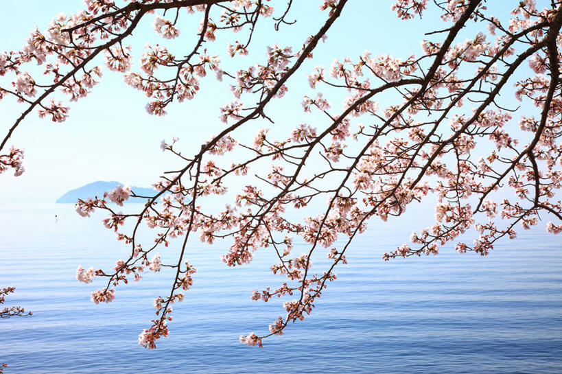 无人,横图,室外,白天,正面,旅游,度假,幸福,纯洁,岛屿,湖,湖泊,美景,水,植物,樱花,日本,亚洲,阴影,盛开,光线,影子,岛,湖面,景观,水流,水面,枝条,花蕾,娱乐,花,花瓣,花朵,鲜花,树,树木,树枝,蓝色,绿色,蓝天,天空,阳光,自然,湖水,天,花苞,花蕊,享受,休闲,景色,放松,生长,晴朗,成长,等待,生命,自然风光,东亚,本州,万里无云,本州岛,日本国,近畿地方,近畿,滋贺,滋贺县,仙樱花,福岛樱,青肤樱,高尚,热烈,虬枝,枝杈,列岛,群岛,诸岛,晴空,晴空万里,荆桃,彩图,高岛市