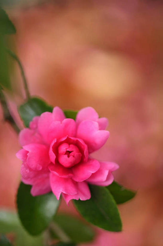 无人,竖图,室外,特写,白天,正面,美景,山茶花,叶子,朦胧,模糊,盛开,景观,绿叶,花蕾,花,花瓣,花朵,鲜花,一朵,粉色,自然,花苞,花蕊,嫩叶,景色,自然风光,玉茗花,耐冬,海石榴,茶梅,茶花,叶,叶片,彩图