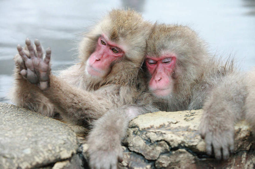 无人,坐,举,横图,室外,特写,白天,正面,湖,湖泊,石头,美景,水,温泉,哺乳动物,猴,野生动物,猴子,长野县,日本,朦胧,模糊,石子,湖面,景观,水流,水面,注视,自然,动物,湖水,观察,看,托,两只,景色,可爱,活泼,观看,察看,关注,自然风光,本州,本州岛,日本国,中部地方,长野,石块,岩石,举起,举手,举着,向上举,向上伸,向上托,坐着,半身,彩图,地狱谷,地狱谷温泉,地狱谷野猿公苑