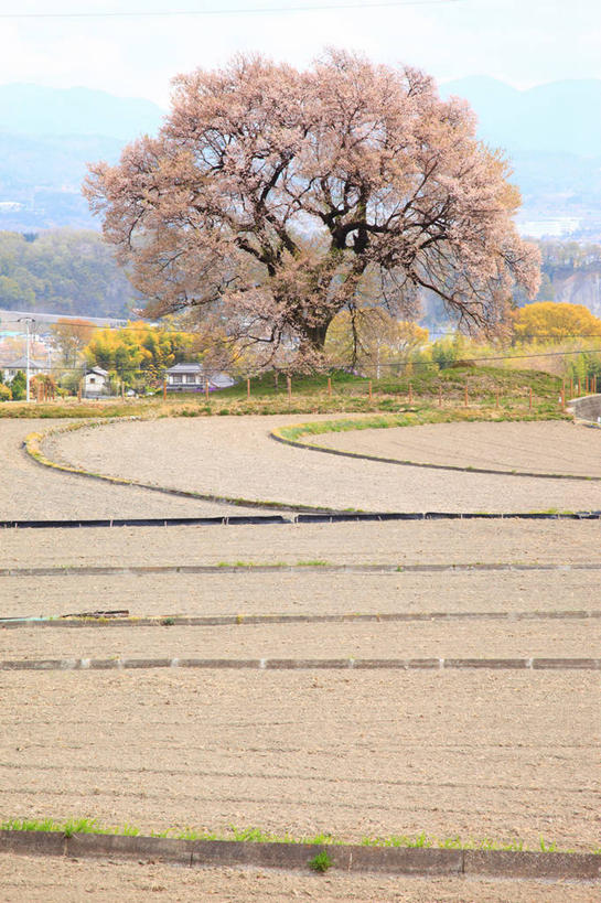 无人,农田,竖图,室外,白天,正面,旅游,度假,幸福,纯洁,庄稼,农作物,草地,草坪,美景,植物,樱花,日本,亚洲,阴影,盛开,光线,影子,景观,云,云朵,花蕾,云彩,娱乐,草,花,花瓣,花朵,鲜花,树,树木,蓝色,绿色,白云,蓝天,天空,阳光,自然,天,花苞,花蕊,享受,休闲,景色,放松,生长,晴朗,成长,等待,生命,自然风光,东亚,本州,本州岛,日本国,中部地方,山梨,山梨县,仙樱花,福岛樱,青肤樱,高尚,热烈,晴空,荆桃,彩图,耕地,庄稼田,韭崎市