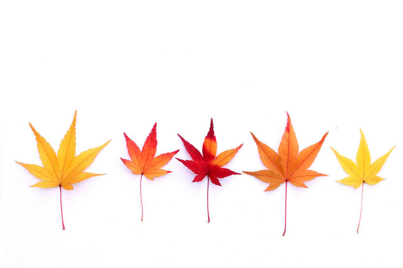 无人,横图,室内,特写,白天,白色背景,正面,叶子,一排,许多,整齐,枫叶,枯叶,落叶,很多,五片,排列,黄色,红色,摄影,影棚,枫树叶,队列,叶,叶片,彩图,影棚拍摄,拍摄