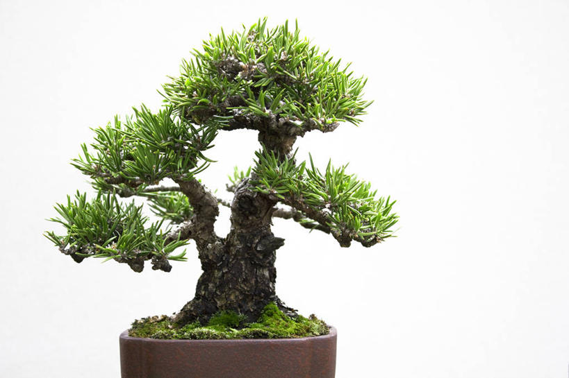 无人,横图,室内,特写,白天,白色背景,正面,植物,松树,盆栽,盆景,树,树木,绿色,自然,摄影,影棚,生长,成长,坚定,长寿,贞洁,盆景树,盆栽树,彩图,影棚拍摄,拍摄