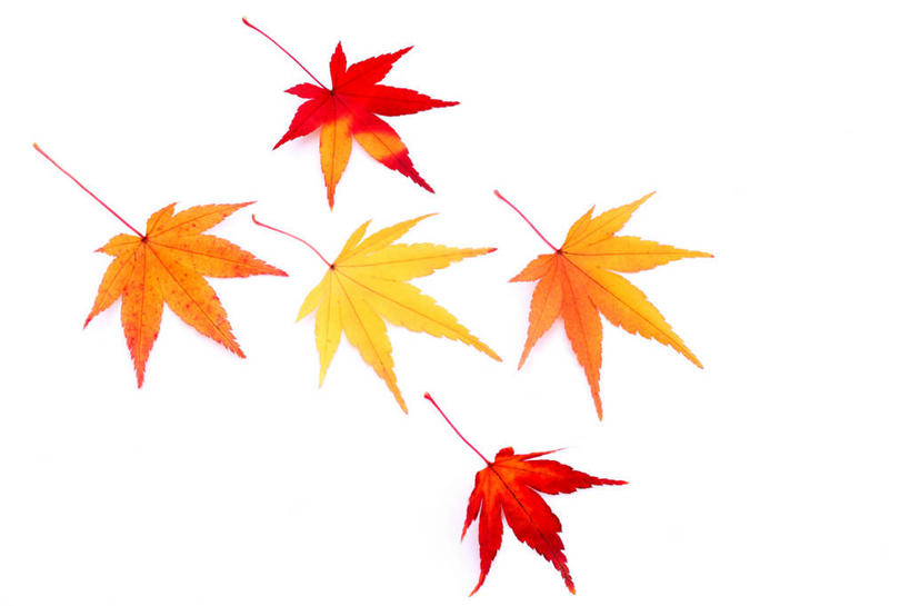 无人,横图,室内,特写,白天,白色背景,正面,叶子,许多,阴影,反射,影子,枫叶,枯叶,落叶,很多,五片,黄色,红色,摄影,影棚,枫树叶,叶,叶片,彩图,影棚拍摄,拍摄