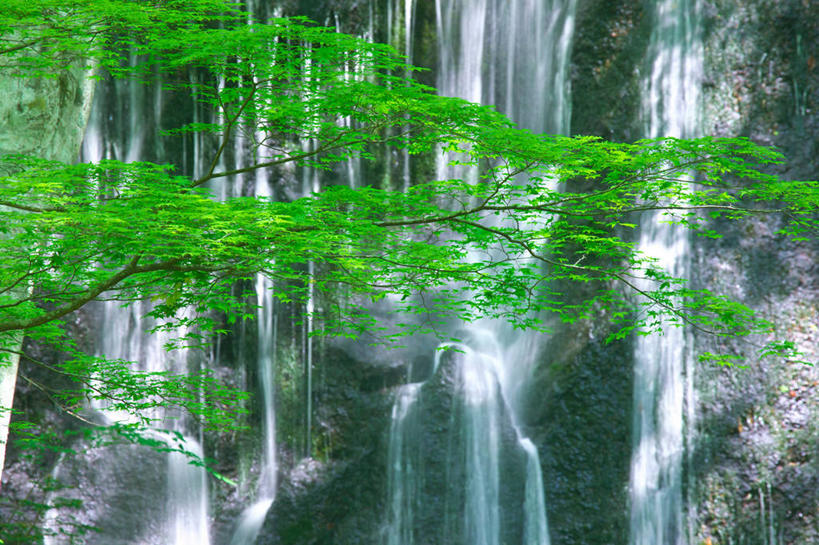 无人,横图,室外,白天,正面,旅游,度假,石头,美景,瀑布,水,峡谷,植物,枫树,叶子,日本,亚洲,飞溅,溅,石子,液体,景观,水滴,枫叶,绿叶,枝条,山谷,娱乐,水珠,树,树木,树枝,绿色,自然,享受,休闲,嫩叶,景色,放松,生长,成长,枫树叶,岩层,喷洒,自然风光,东亚,本州,本州岛,日本国,东北地方,福岛,福岛县,槭树,糖枫,糖槭,糖槭树,虬枝,枝杈,叶,叶片,跌水,石块,岩石,彩图,耶麻郡,猪苗代町