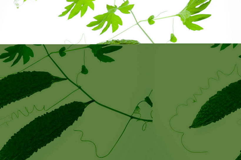 无人,横图,俯视,室内,特写,白天,白色背景,蔬菜,水果,叶子,美国,阴影,新鲜,反射,影子,苦瓜,生食,食品,果实,绿叶,蔬果,食物,嫩叶,凉瓜,摄影,有机食品,绿色食品,影棚,北美,北美洲,美洲,北亚美利加洲,亚美利加洲,君子菜,癞瓜,癞葡萄,北达科他,北达科他州,苏族之州,金翼啄木鸟尾之州,叶,叶片,彩图,高角度拍摄,影棚拍摄,拍摄,美利坚合众国,利斯