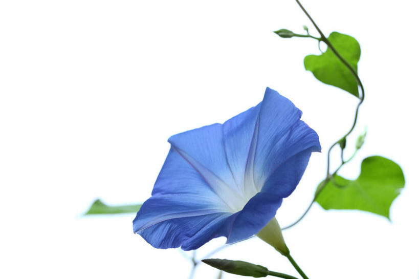 无人,横图,室内,特写,白天,白色背景,正面,爱情,喇叭花,叶子,阴影,盛开,反射,影子,绿叶,花蕾,花,花瓣,花朵,鲜花,一朵,蓝色,花苞,花蕊,嫩叶,摄影,影棚,虚幻,牵牛,牵牛子,勤娘子,朝颜花,冷静,牵牛花,叶,叶片,彩图,影棚拍摄,拍摄,朝颜