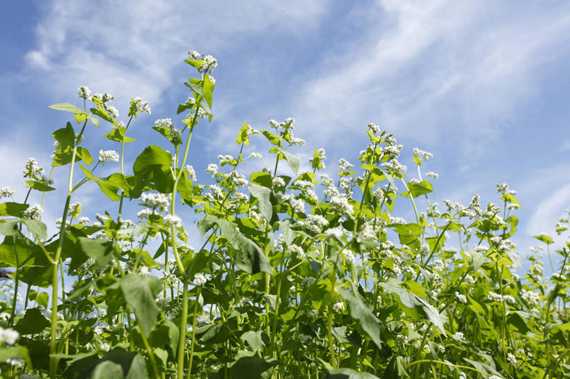 无人,农田,横图,室外,白天,仰视,旅游,度假,庄稼,农作物,花海,花圃,美景,植物,叶子,阴影,盛开,光线,影子,景观,云,云朵,谷物,荞麦,花蕾,云彩,娱乐,花,花瓣,花朵,花卉,鲜花,蓝色,绿色,白云,蓝天,天空,阳光,自然,花丛,花束,花田,天,花苞,花蕊,享受,休闲,景色,放松,荞麦花,晴朗,自然风光,晴空,彩图,低角度拍摄,耕地,庄稼田