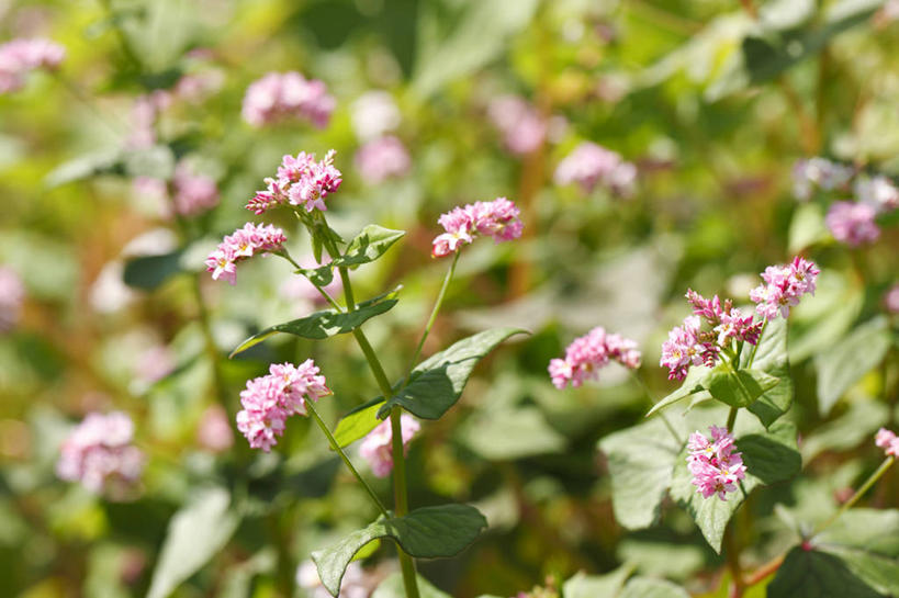 无人,农田,横图,室外,特写,白天,正面,庄稼,农作物,花海,花圃,美景,植物,叶子,阴影,朦胧,模糊,盛开,光线,影子,景观,谷物,荞麦,花蕾,花,花瓣,花朵,花卉,鲜花,绿色,阳光,自然,花丛,花束,花田,花苞,花蕊,景色,荞麦花,自然风光,彩图,耕地,庄稼田
