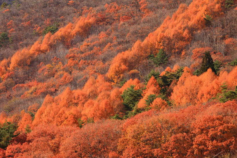 无人,横图,室外,白天,正面,旅游,度假,美景,秋季,森林,树林,植物,叶子,日本,亚洲,阴影,光线,影子,景观,枯叶,落叶,娱乐,树,树木,绿色,阳光,自然,享受,休闲,景色,放松,生长,成长,自然风光,东亚,日本国,九州本岛,九州,九州岛,佐贺,佐贺县,九州地方,叶,叶片,秋,秋天,彩图,杵岛郡,大町町