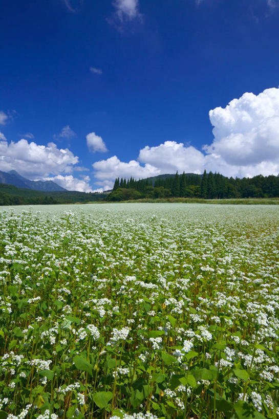 无人,公园,农田,竖图,室外,白天,正面,旅游,度假,庄稼,农作物,花海,花圃,美景,树林,植物,叶子,长野县,日本,亚洲,阴影,盛开,光线,影子,景观,云,云朵,谷物,荞麦,花蕾,云彩,娱乐,花,花瓣,花朵,花卉,鲜花,树,树木,蓝色,绿色,白云,蓝天,天空,阳光,自然,花丛,花束,花田,天,花苞,花蕊,享受,休闲,景色,放松,生长,荞麦花,晴朗,成长,自然风光,东亚,本州,关东地方,本州岛,日本国,中部地方,群马,群马县,长野,新潟,新潟县,国立公园,晴空,彩图,耕地,庄稼田,上信越高原国立公园,户隐高原