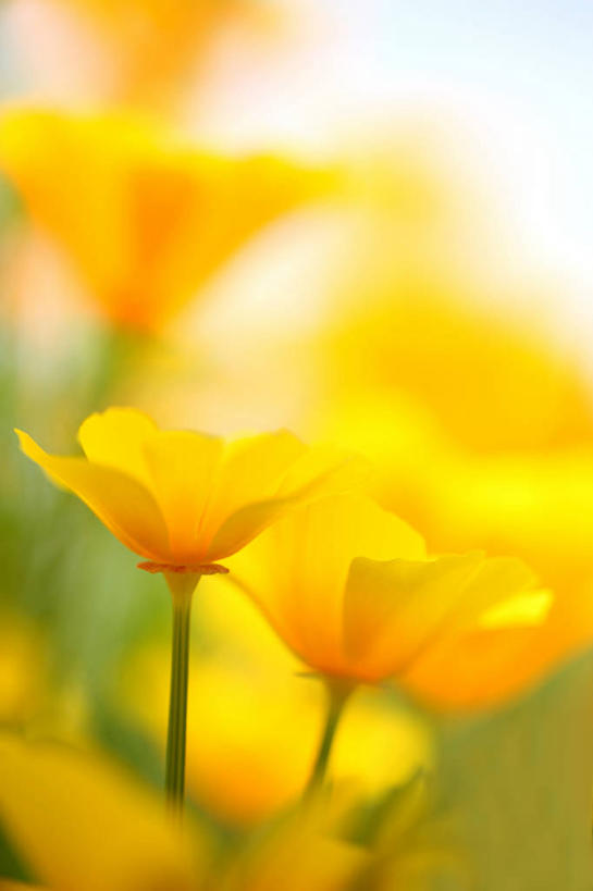 无人,竖图,室外,特写,白天,正面,花海,花圃,美景,植物,罂粟,叶子,阴影,朦胧,模糊,盛开,透明,光线,影子,景观,辉煌,花蕾,花,花瓣,花朵,花卉,鲜花,黄色,绿色,阳光,自然,花丛,花束,花田,花苞,花蕊,健康,景色,活泼,希望,暖色,自然风光,光辉,光明,功名,轻快,冰岛罂粟,冰岛虞美人,橘黄罂粟,裸茎罂粟,小罂粟,岩罂粟,野罂粟,彩图