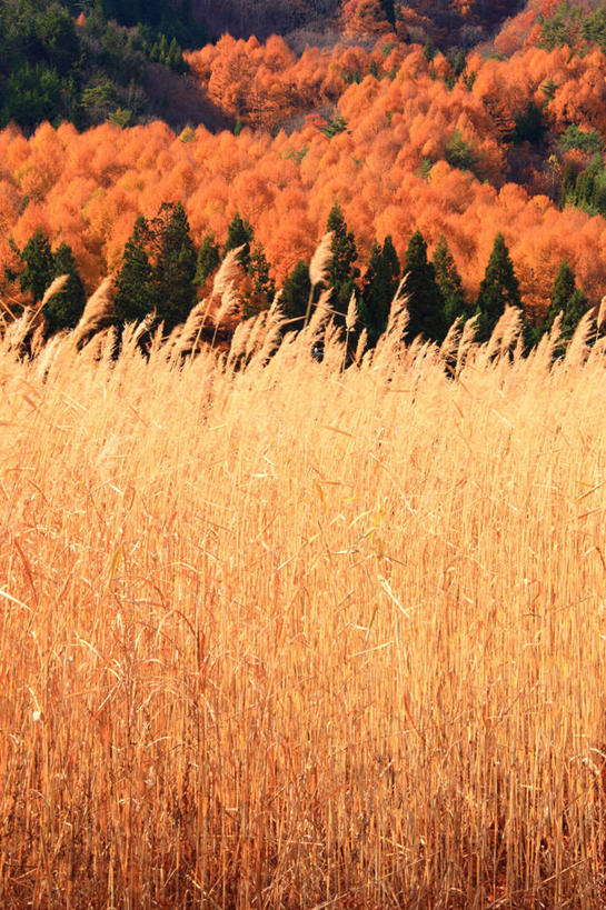无人,农田,竖图,室外,白天,正面,旅游,度假,庄稼,农作物,美景,秋季,树林,植物,日本,亚洲,丰富,丰收,朦胧,模糊,景观,丰盛,娱乐,树,树木,绿色,自然,享受,休闲,景色,放松,生长,收获,成长,自然风光,东亚,日本国,九州本岛,九州,九州岛,佐贺,佐贺县,九州地方,丰登,丰硕,秋,秋天,彩图,耕地,庄稼田,杵岛郡,大町町