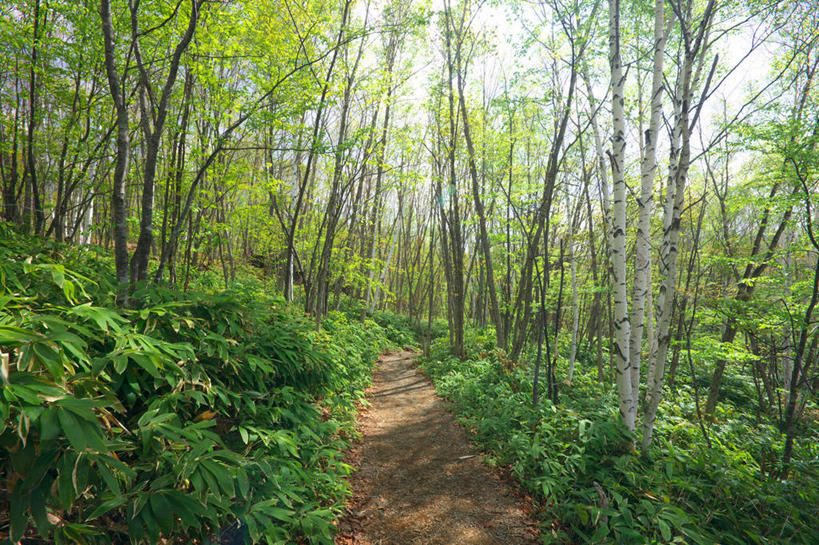 无人,横图,室外,白天,正面,旅游,度假,草地,草坪,美景,树林,植物,道路,路,长野县,日本,亚洲,阴影,光线,影子,景观,小路,交通,娱乐,草,树,树木,绿色,阳光,自然,享受,休闲,景色,放松,生长,成长,自然风光,东亚,本州,本州岛,日本国,中部地方,岐阜,岐阜县,长野,乘鞍高原,彩图