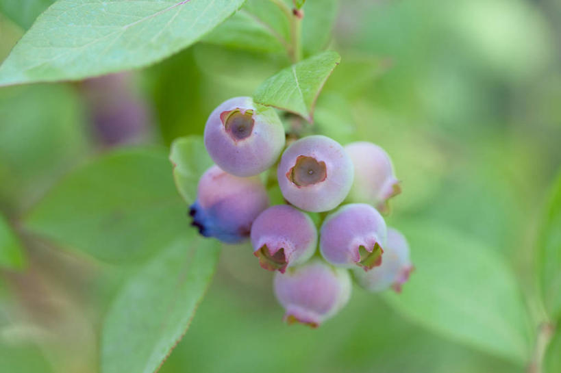 无人,横图,室外,特写,白天,正面,美景,浆果,蓝莓,水果,叶子,许多,阴影,朦胧,模糊,新鲜,光线,影子,景观,生食,食品,果实,绿叶,很多,食物,阳光,自然,嫩叶,景色,有机食品,绿色食品,自然风光,叶,叶片,山都柿,蓝浆果,蓝靛果,彩图,都柿,笃斯