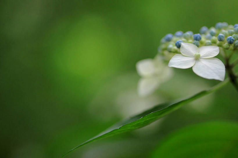 无人,横图,室外,特写,白天,正面,骄傲,草地,草坪,美景,植物,八仙花,阴影,朦胧,模糊,盛开,光线,影子,景观,花蕾,草,花,花瓣,花朵,鲜花,一朵,绿色,白色,阳光,自然,花苞,花蕊,绣球花,景色,紫阳花,洋绣球,自然风光,草绣球,斗球,七变化,粉团花,善变,彩图,日本绣球