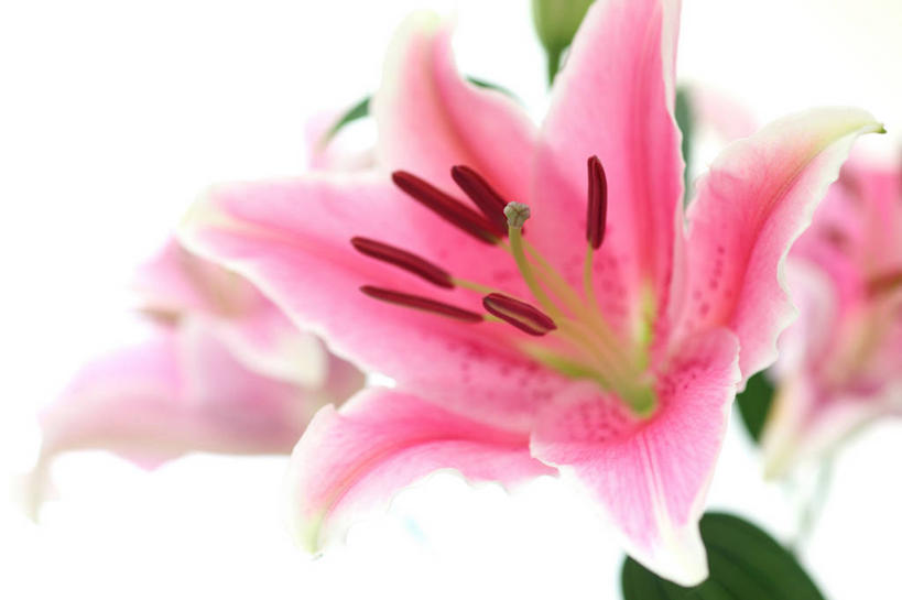 无人,横图,室内,特写,白天,白色背景,正面,阴影,盛开,反射,影子,花蕾,花,花瓣,花朵,鲜花,一朵,粉色,白色,花苞,花蕊,摄影,影棚,玉簪,白鹤花,白玉簪,玉春棒,玉簪花,宽和,恬静,彩图,影棚拍摄,拍摄,白鹤仙