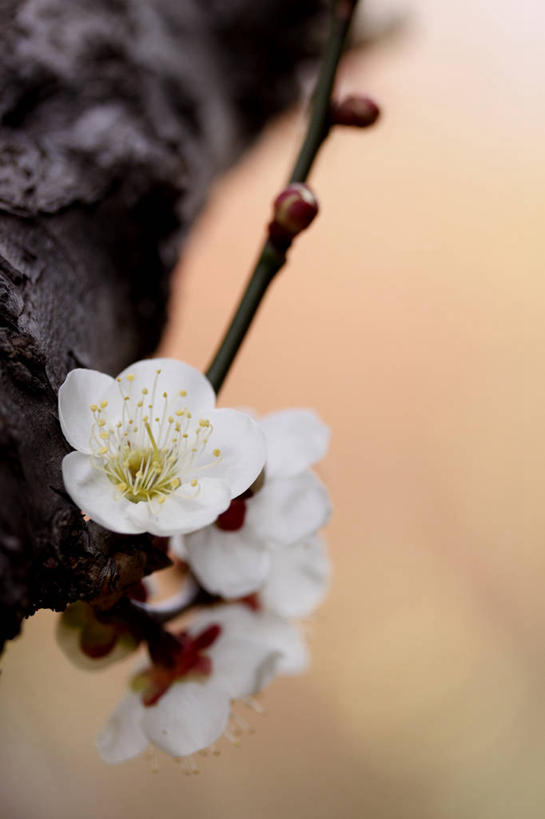 无人,竖图,室外,特写,白天,正面,美景,许多,阴影,朦胧,模糊,盛开,光线,影子,景观,梅花,枝条,很多,花蕾,花,花瓣,花朵,鲜花,树枝,白色,阳光,自然,花苞,花蕊,景色,高雅,坚强,自然风光,虬枝,枝杈,春梅,梅,彩图