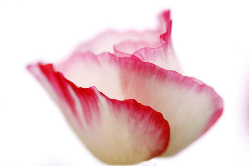 无人,横图,室内,特写,白天,白色背景,正面,植物,罂粟,阴影,盛开,反射,影子,草药,花蕾,中药,花,花瓣,花朵,鲜花,一朵,粉色,白色,花苞,花蕊,摄影,影棚,毒品,药材,中草药,中药材,本草,止痛,镇静,安眠,罂粟花,米囊花,彩图,影棚拍摄,拍摄